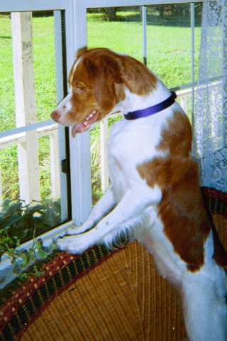 Jayhawker Brittany spaniel picture - Dixie Belle in Florida