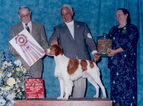 Brittany Spaniel - Jayhawker Brittanys - BISS / AM / CAN.CH Jayhawker's Masked Bandit 