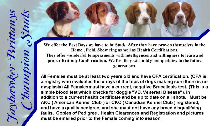 Brittany Spaniels at Stud