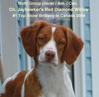 Jayhawker's Red Diamond Willow - Brittany Spaniel Picture